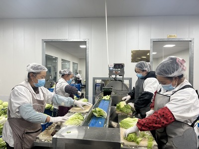 從田頭到餐桌 蔬菜加工與苗木產業的技術革新