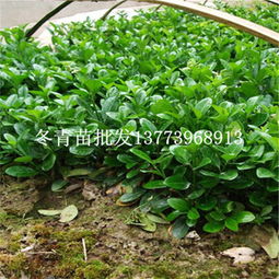 一站式采購(gòu)指南 綠化苗木冬青樹(shù)苗批發(fā)與市場(chǎng)行情解析