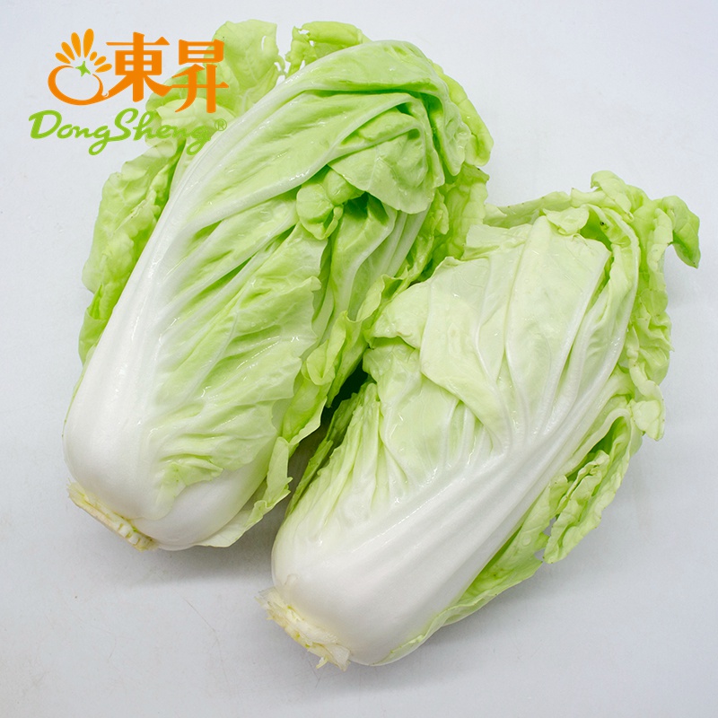 東升黃芽白 廣州農(nóng)場直供的新鮮優(yōu)質(zhì)大白菜