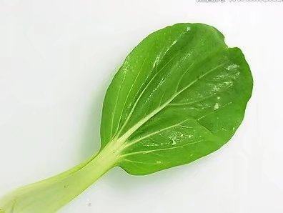 一片菜葉，為你省下種子錢 青菜葉扦插爆盆指南